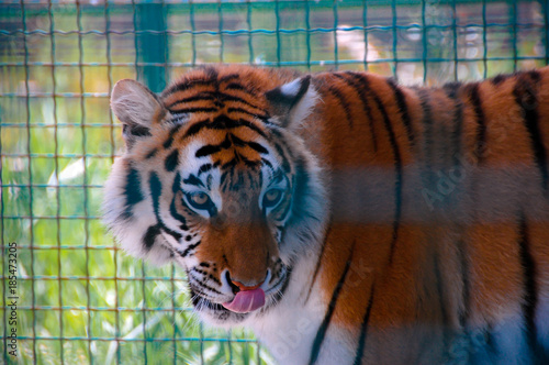 tiger in a cage in zoo photo