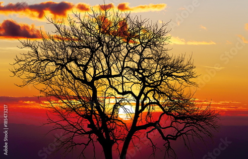 The deciduous tree at Phu Tup Lap