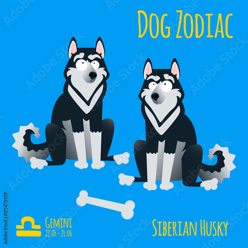 Illustration of a zodiac sign with a funny dog. Husky Gemini