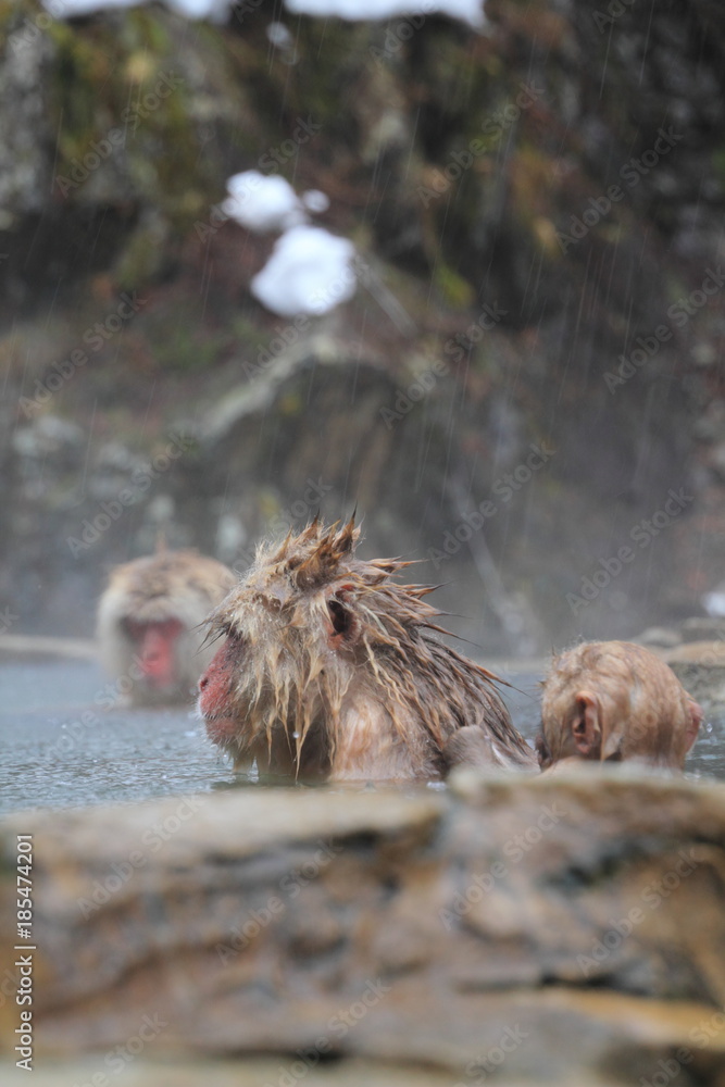 japanese snow monkey japanese snow monkey