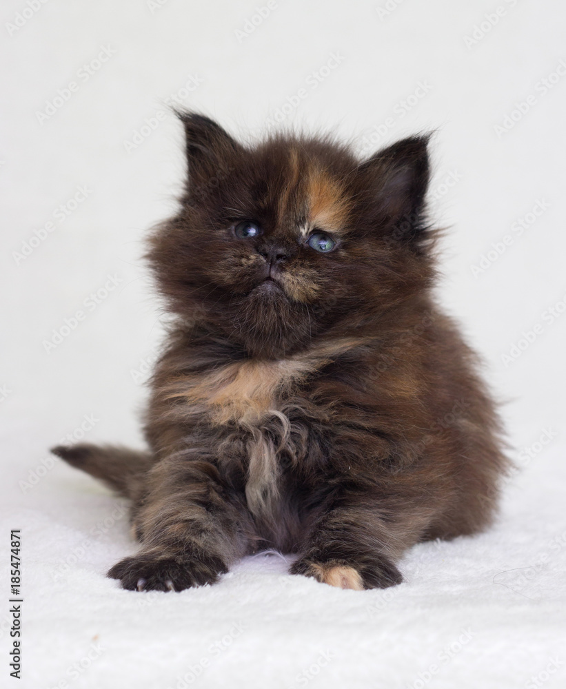 small three-colored kitten looks