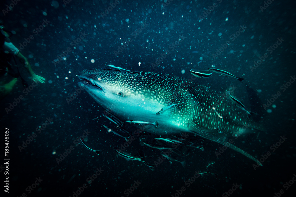 Whale shark Whale shark