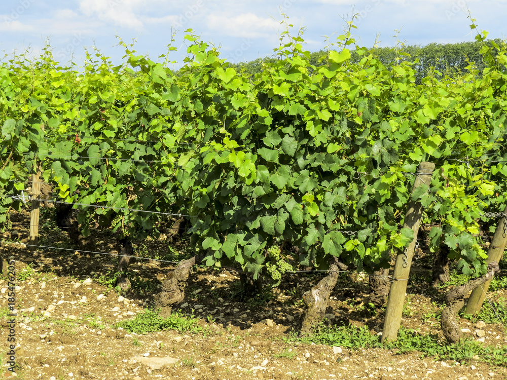 Pommard, Burgundy, France - view of the vineyard just outside Pommard in the Cote d Or department in Burgundy in eastern France