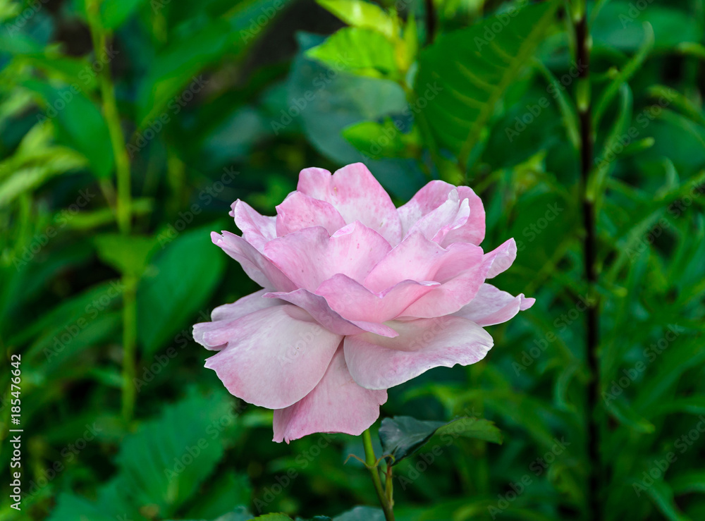 Pink rose flowers, green branch plant, bokeh background Pink rose flowers, green branch plant, bokeh background