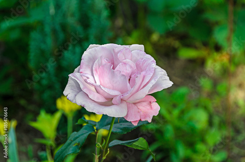 Pink rose flowers, green branch plant, bokeh background