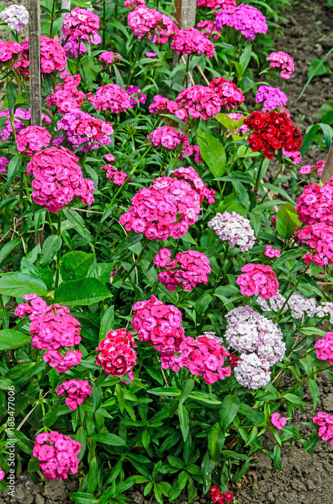 Pink and white Dianthus flowers plants, outdoor garden, close up Pink and white Dianthus flowers plants, outdoor garden, close up