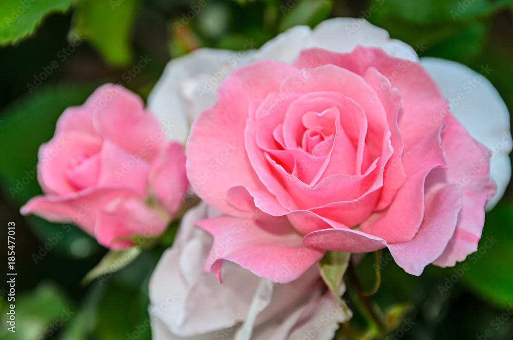 Obraz premium Pink rose flower, green branch plant, bokeh garden background