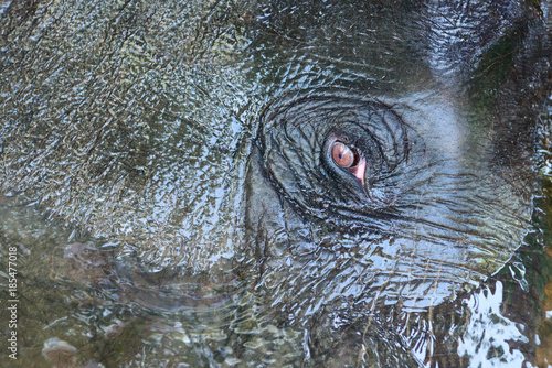 Wet clean elephant eye and head