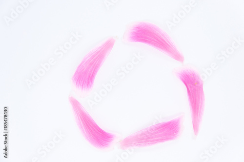 top view arrange of pink petal of hibiscus flower for circle picture in white background
