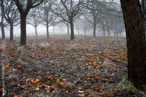 Streuobstwiese im Winter