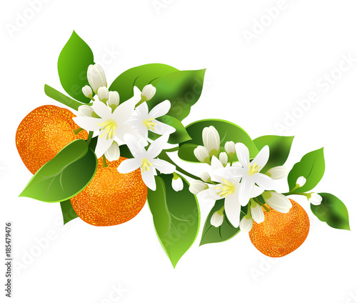 Mandarin branch (Citrus reticulata, mandarin orange, robson) with fruits. Hand drawn vector illustration on white background.