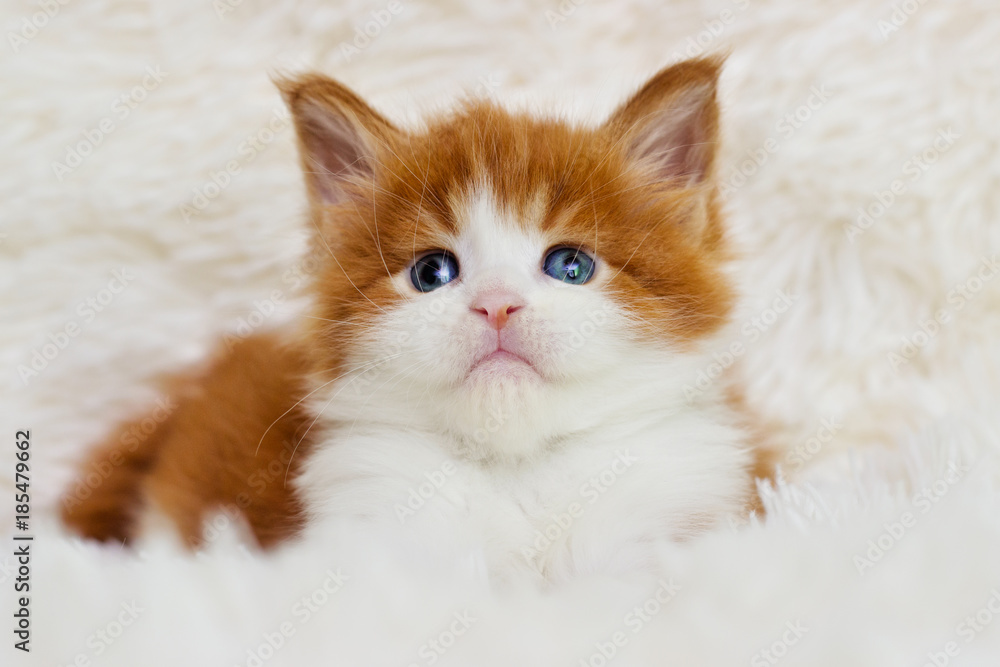 little cute kitten maine coon looks