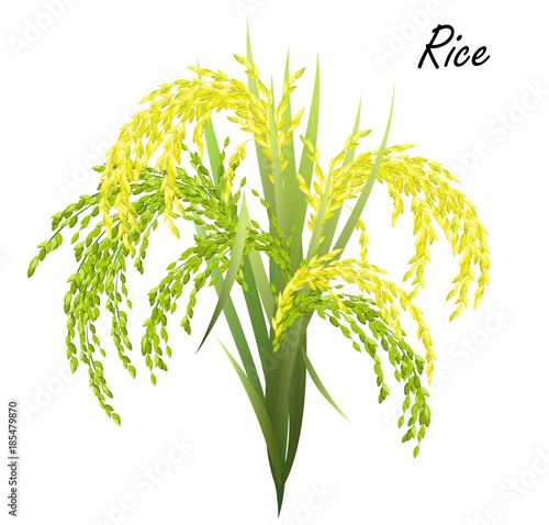 Rice (Oryza sativa, Asian rice). Hand drawn realistic vector illustration of  rice panicles on white background.