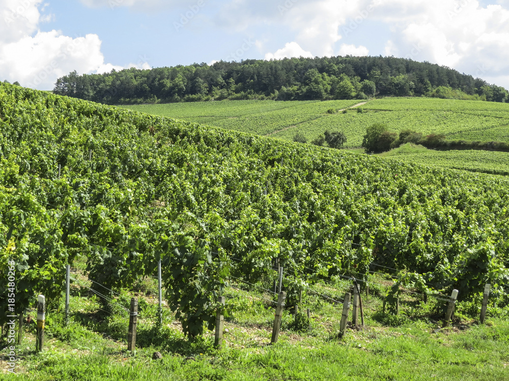 Chablis, Burgundy, France - view of the vineyard just outside Chablis in the Cote d Or department in Burgundy in eastern France