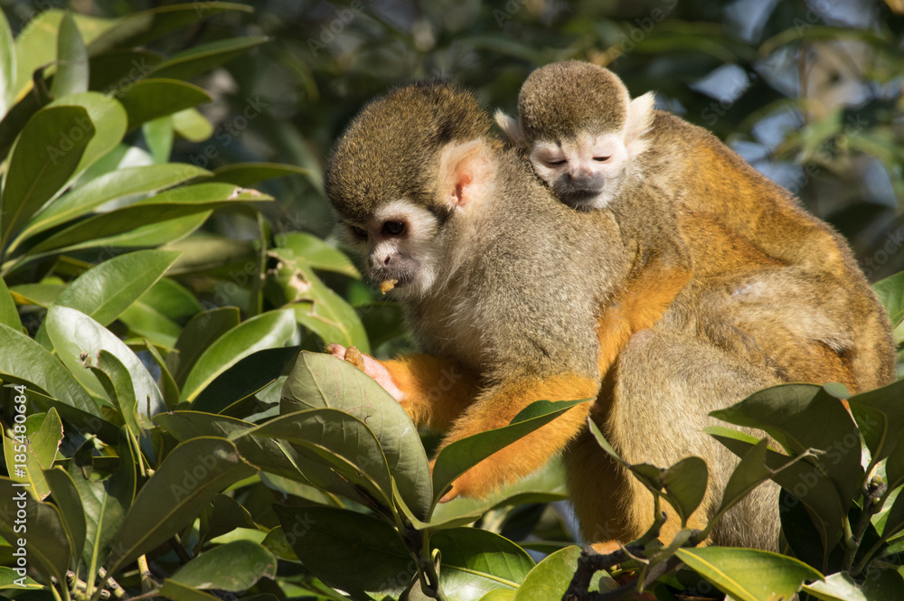 Obraz premium 親の背中で眠る小さなリスザル