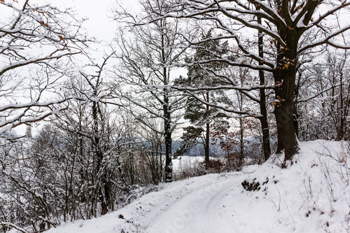 Winter forest in South Czechia near Cesky Krumlov, Europe. © Sergey Fedoskin