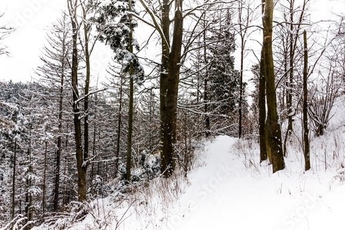 Fototapeta Naklejka Na Ścianę i Meble -  Winter forest in South Czechia near Cesky Krumlov, Europe.