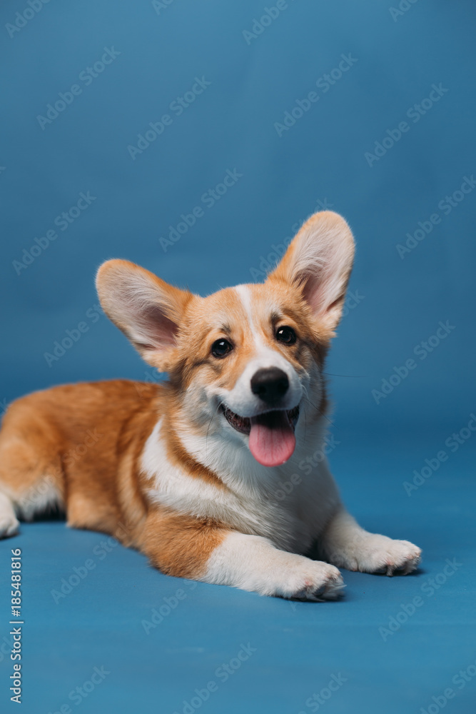 Corgi puppy blue background isolated