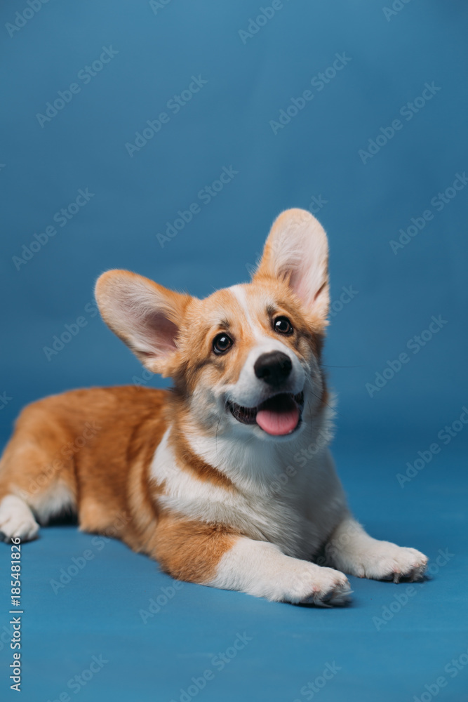 Corgi puppy blue background isolated