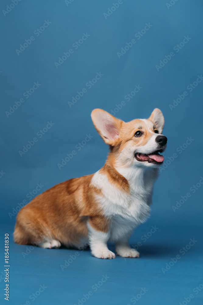 Corgi puppy blue background isolated Corgi puppy blue background isolated