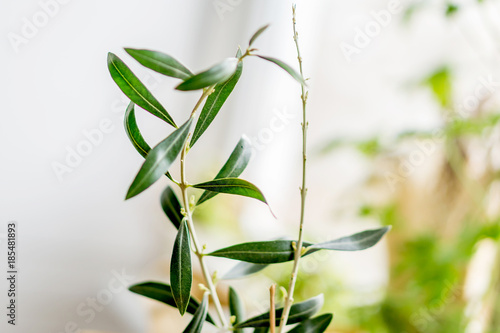 Closeup of a young sapling  olive in a pot near the window. Health concept. Shallow dept of field.