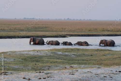 Elephants cross the river