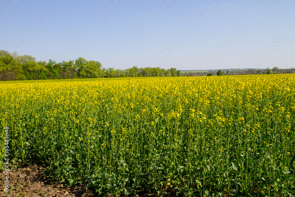 Field of yellow flowering rapeseed