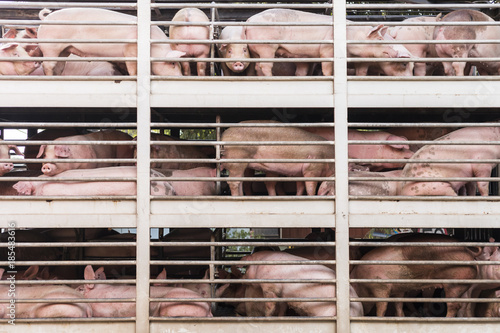 Photo plenty pigs during transport by truck
