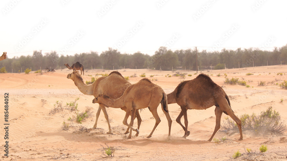 ABU DHABI, UNITED ARAB EMIRATES - APRIL 3rd, 2014: group of Cute single-humped camel or dromedary in beautiful liwa desert in the middle of the day ABU DHABI, UNITED ARAB EMIRATES - APRIL 3rd, 2014: group of Cute single-humped camel or dromedary in beautiful liwa desert in the middle of the day
