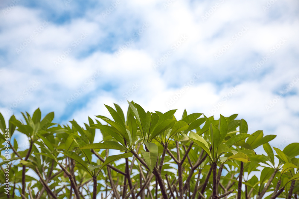 Leaves on the tree with sky