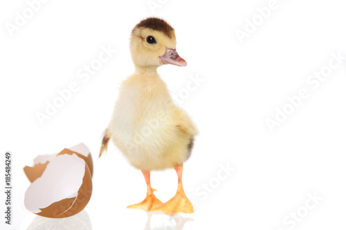 baby duck and egg on white