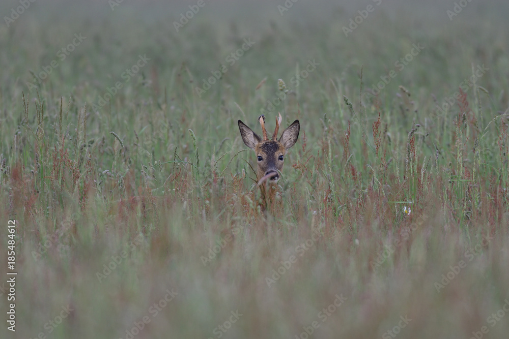 Rehbock steht im hohem Gras, Mai Rehbock steht im hohem Gras, Mai