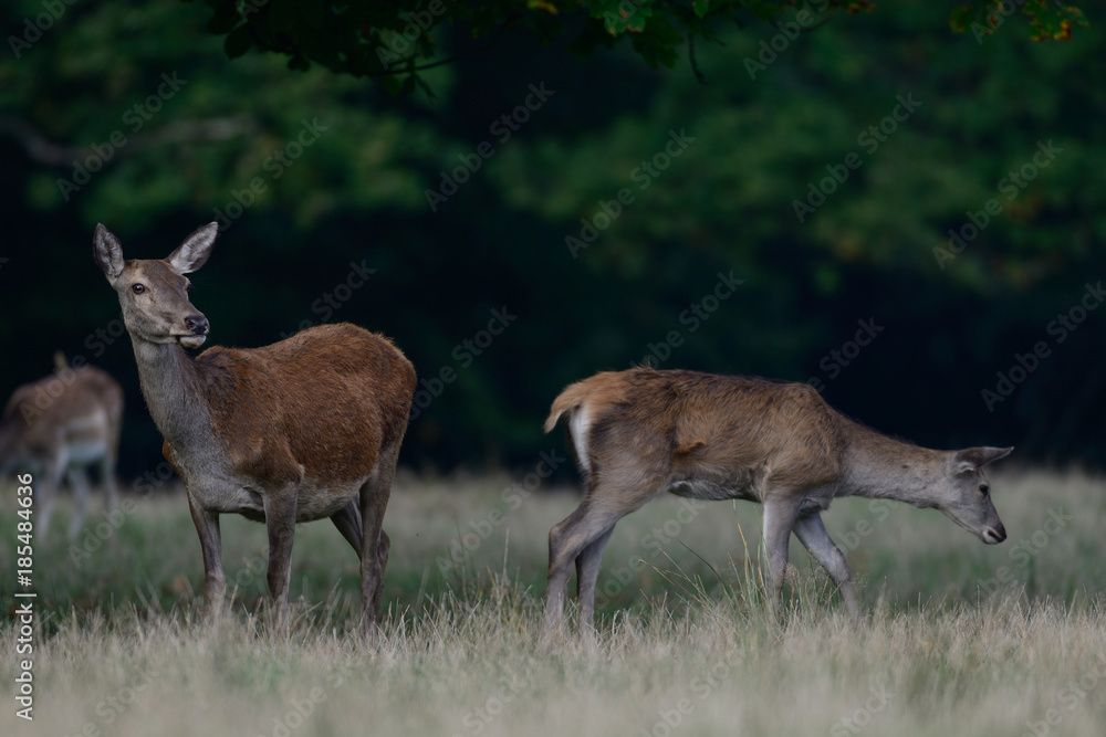 Fototapeta premium Rotwild, Kahlwild im Herbst