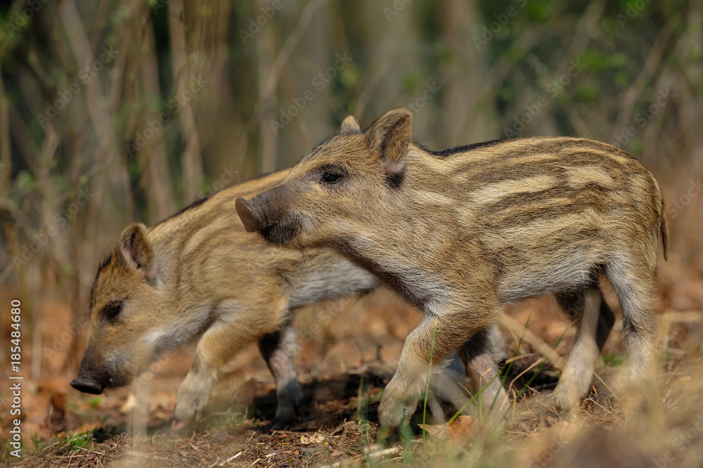 Schwarzwild, Frischlinge im Frühjahr Schwarzwild, Frischlinge im Frühjahr