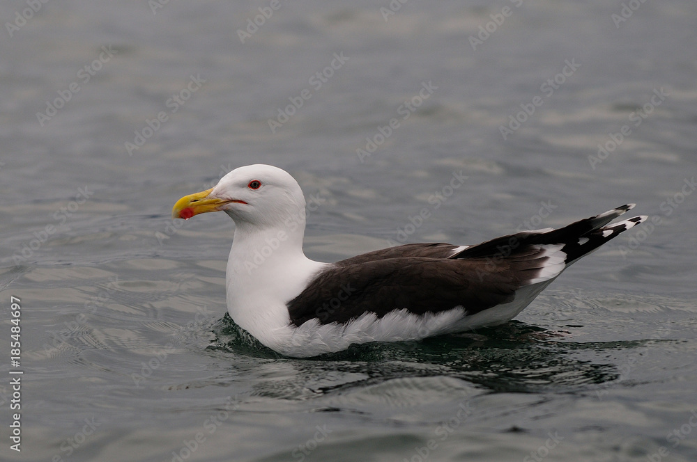 Mantelmöwe schwimmt im Meer, Romsdalfjord, Norwegen Mantelmöwe schwimmt im Meer, Romsdalfjord, Norwegen