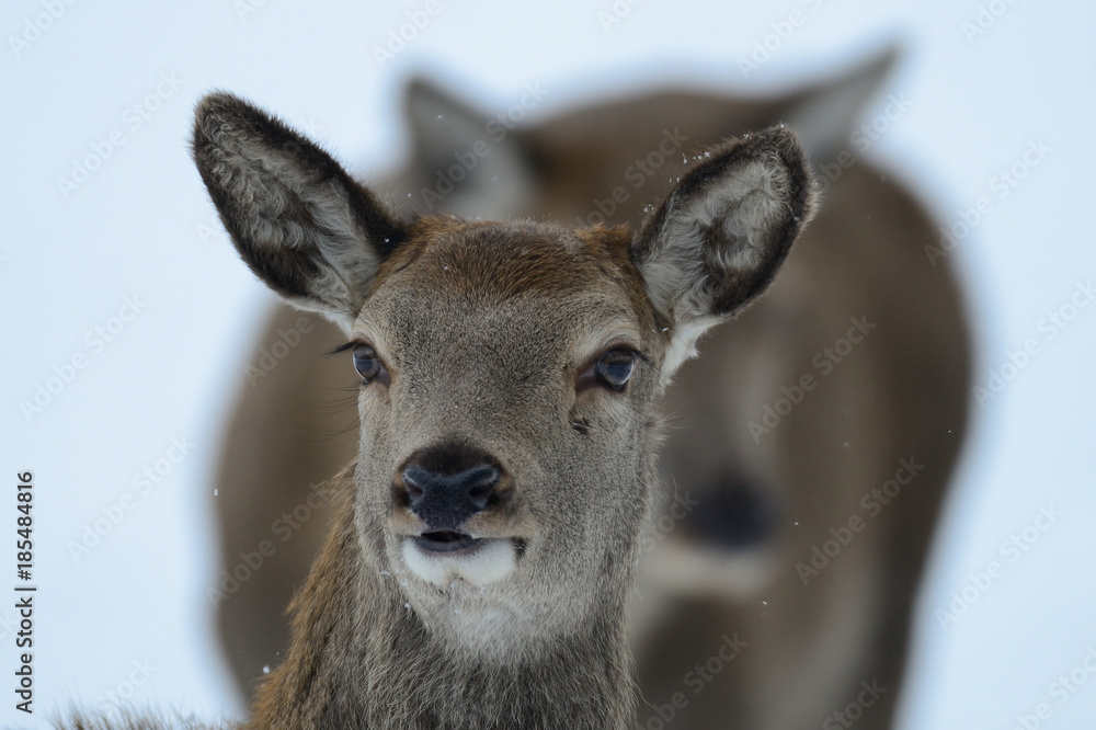 Φωτογραφία Rotwild, Kahlwild im Winter, Kopf Portrait, (cervus elaphus)