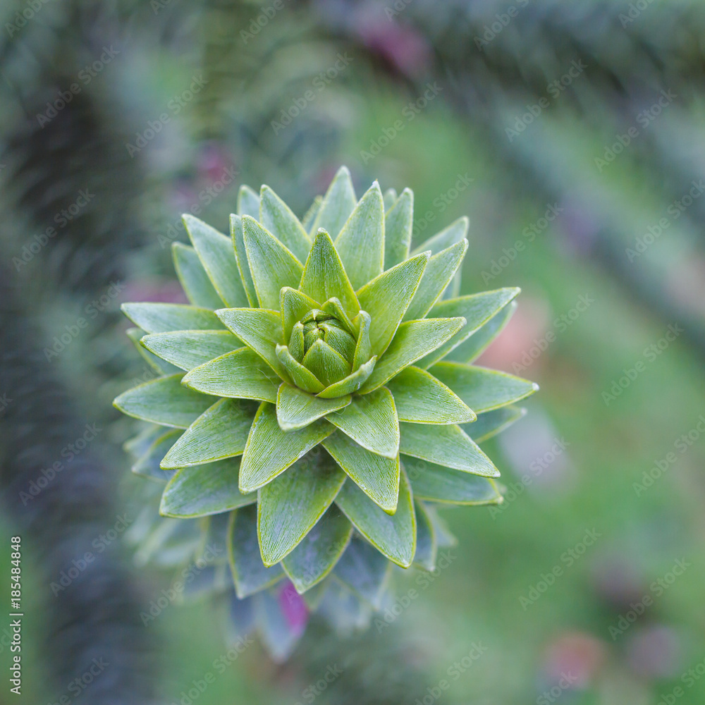 Monkey puzzle tree, Araucaria Araucana, close up grey branch Monkey puzzle tree, Araucaria Araucana, close up grey branch