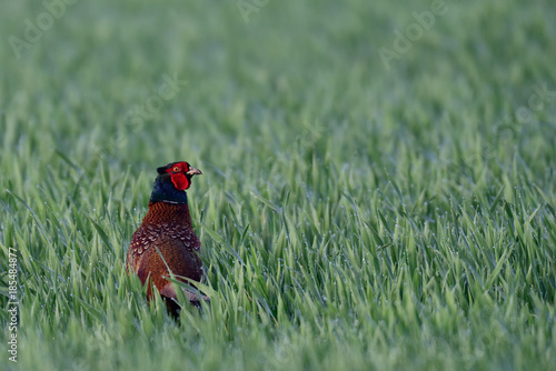 Jagdfasan Hahn im Getreidefeld, Mai photo