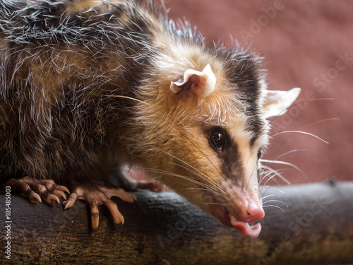 Portrait of Common opossum, Didelphis marsupialis, Ecuador photo