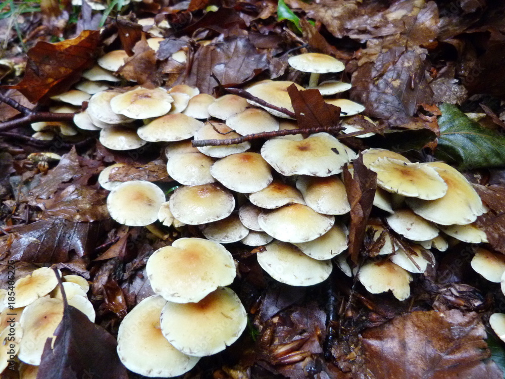 mushrooms in the mountain forests on the slopes of the Ukrainian Carpathians. mushrooms in the mountain forests on the slopes of the Ukrainian Carpathians.