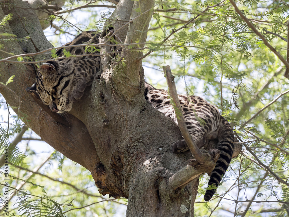 Ocelot, Leopardus pardalis, resting on a tree, Ecuador Ocelot, Leopardus pardalis, resting on a tree, Ecuador