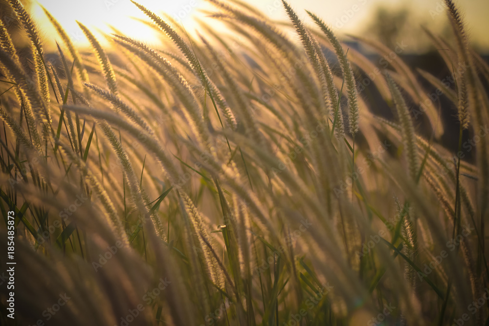 flower of grass field sunlight rim light flower of grass field sunlight rim light
