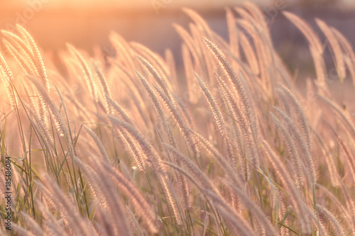 flower of grass field sunlight rim light