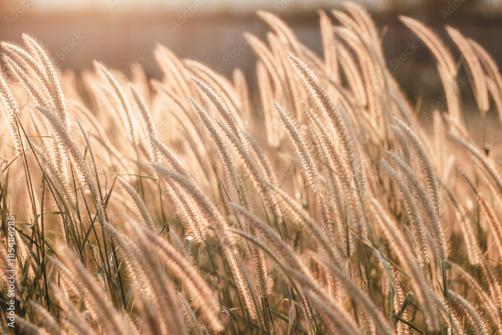 Fototapeta premium flower of grass field sunlight rim light