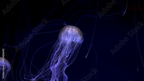 jellyfish glowing in dark water