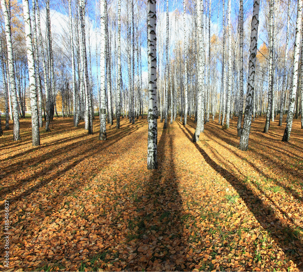 birches in autumn Park under the sun