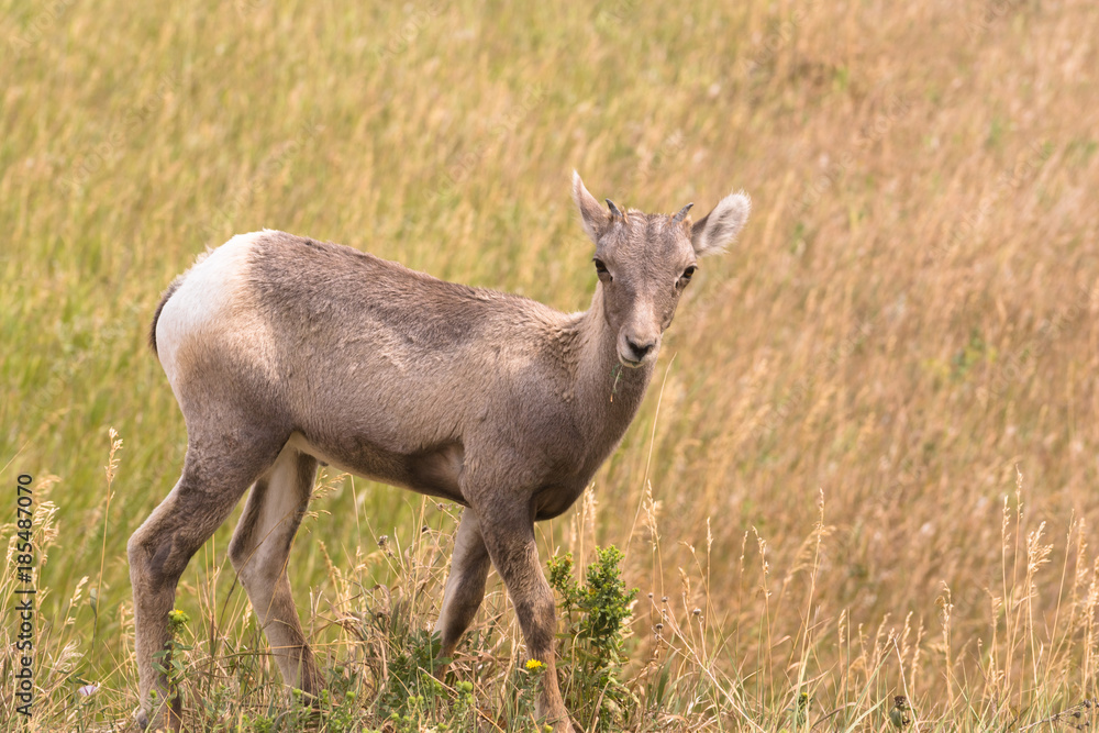 Wild Animal High Desert Bighorn Sheep Male Ram Young Wild Animal High Desert Bighorn Sheep Male Ram Young