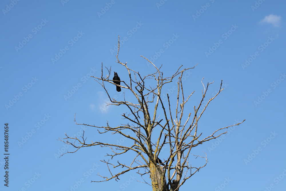 One black crow at old dry tree over blue sky One black crow at old dry tree over blue sky