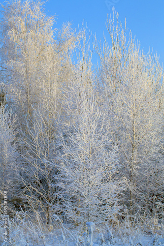 a winter forest covered with snow and frost.