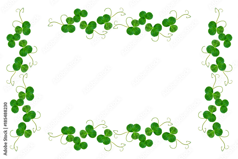 leaf clover on white background. Green foliage. St.Patrick 's Day. leaf clover on white background. Green foliage. St.Patrick 's Day.
